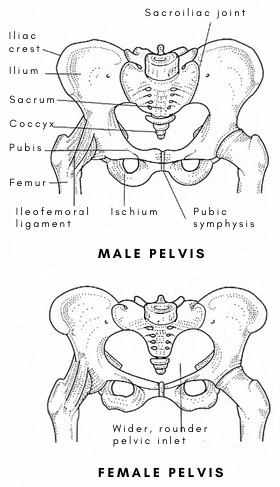 pelvis_male_female.jpg